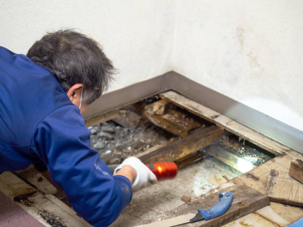 Best Industrial Mold Remediation in Tremont, IL