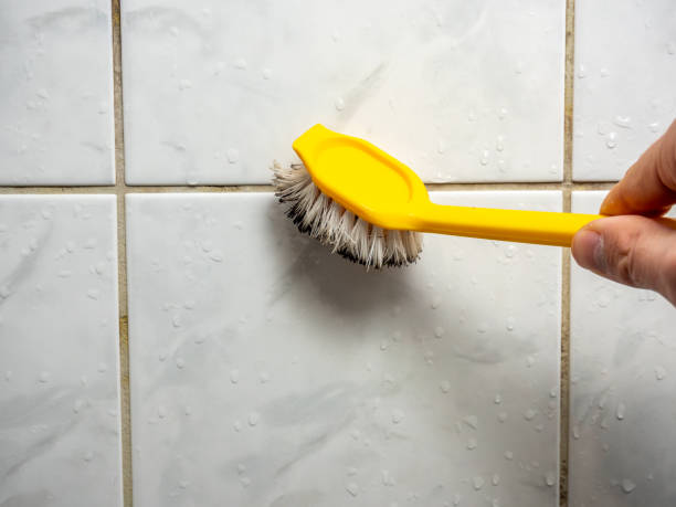 Best Commercial Mold Remediation in Tremont, IL