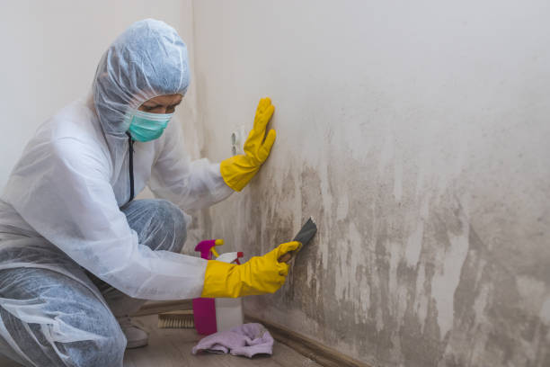 Best Commercial Mold Remediation in Tremont, IL