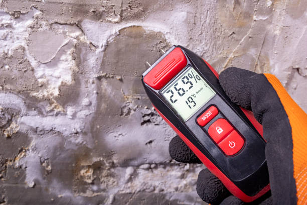 Best Insurance-Related Mold Remediation in Tremont, IL