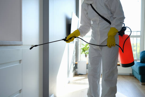 Best Localized Mold Remediation (e.g., coastal areas, humid climates) in Tremont, IL