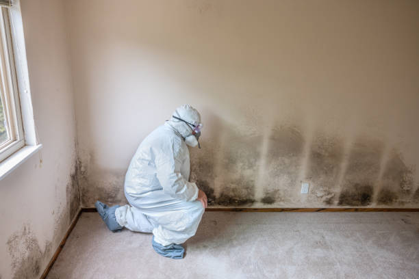 Best Emergency Mold Remediation in Tremont, IL