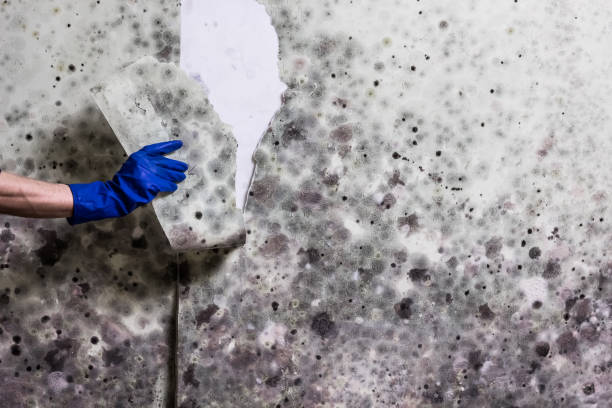 Trusted Tremont, IL Mold Remediation Experts